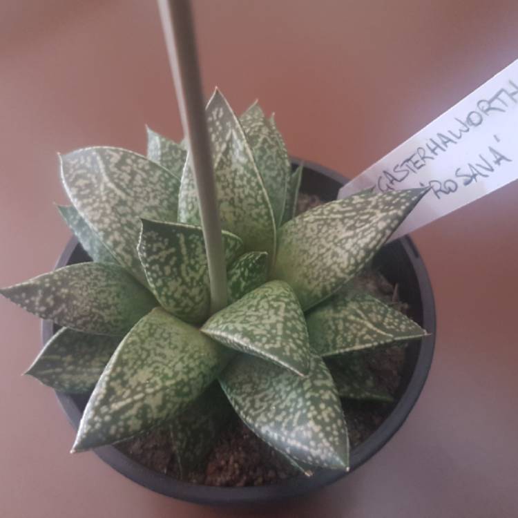 Plant image x Gasterhaworthia 'Rosava'