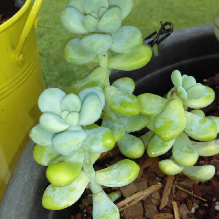 Plant image Sedum treleasei