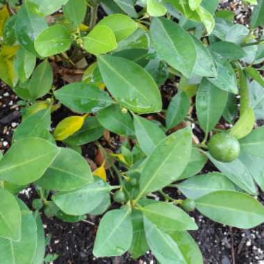 Citrus x microcarpa