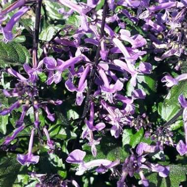 Plectranthus 'Mona Lavender'