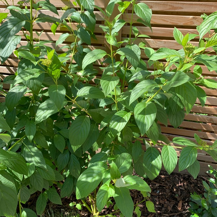 Plant image Cornus sericea 'Flaviramea' syn. Cornus stolonifera 'Flaviramea'