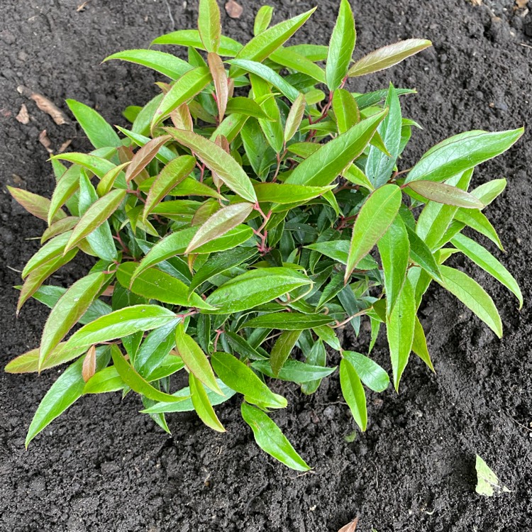 Plant image Leucothoe keiskei 'Opstal50' syn. Leucothoe keiskei 'Burning Love'