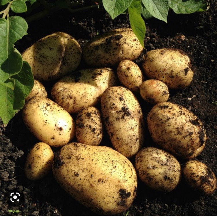 Plant image Solanum tuberosum 'Vivaldi'