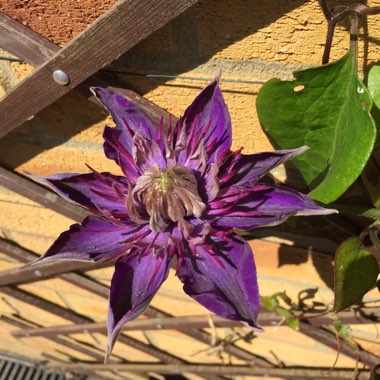 Clematis