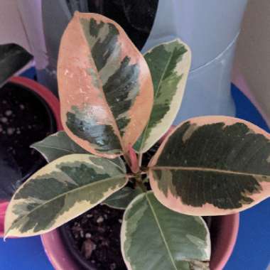 Ficus elastica 'Tineke'