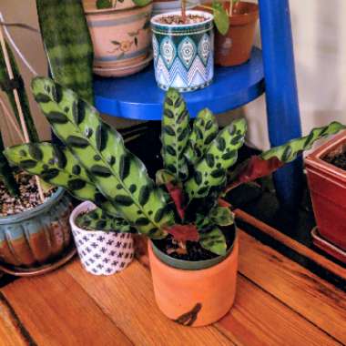 Calathea lancifolia