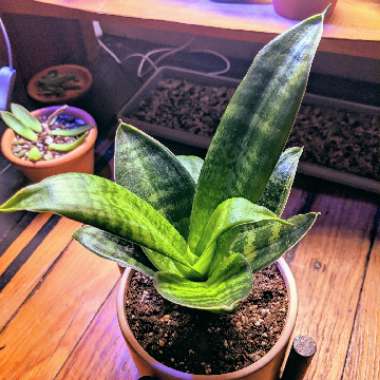 Sansevieria trifasciata Hahnii