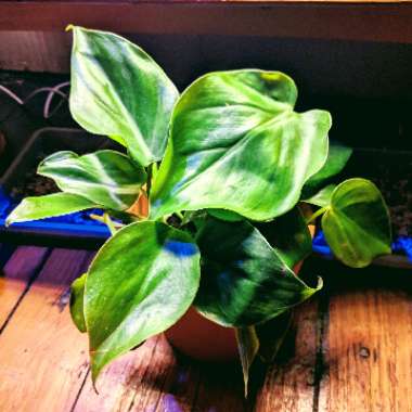 Philodendron cordatum