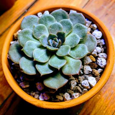 Echeveria