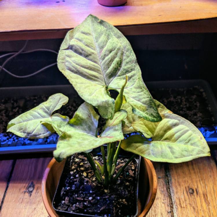 Plant image Syngonium podophyllum 'Confetti'