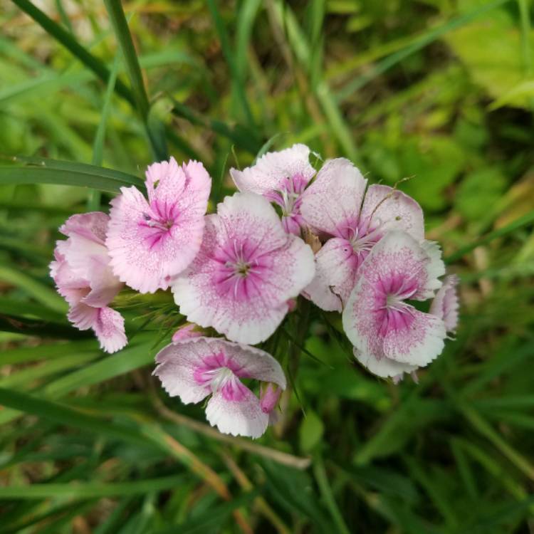 Plant image Dianthus barbatus 'White Flame'