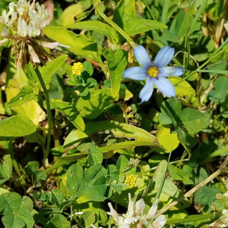 Plant image Sisyrinchium bellum