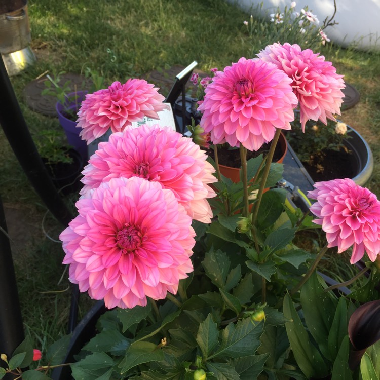 Plant image Dahlia 'Lubega Power Yellow Orange'