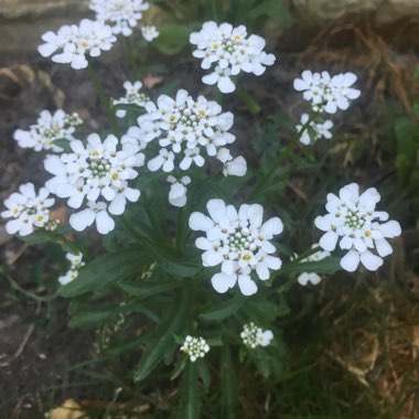 Night Scented Phlox 'Star Balsam'