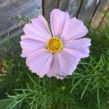 Cosmea