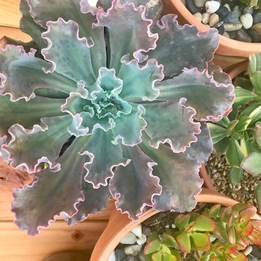 Echeveria 'Curly Locks'