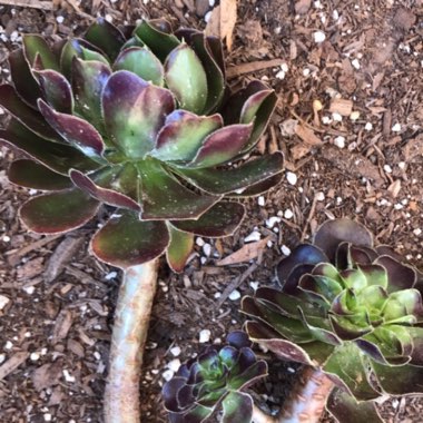 Aeonium 'Arboreum Atropurpureum'