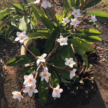 Frangipani