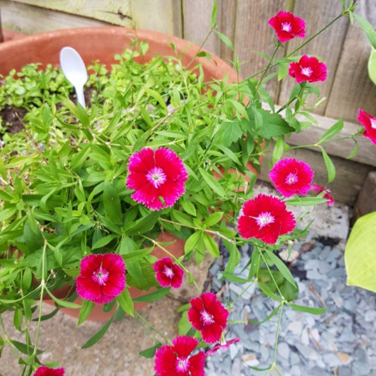 Plant image Dianthus barbatus 'Dash Crimson'