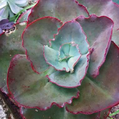 Echeveria 'Mauna Loa Pink Form'