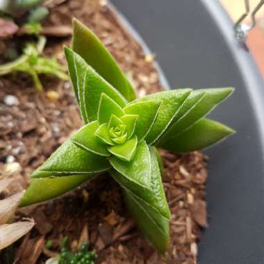 Crassula 'Red Pagoda'