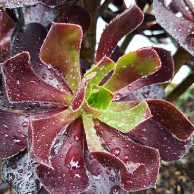 Aeonium Arboreum 'Velour'