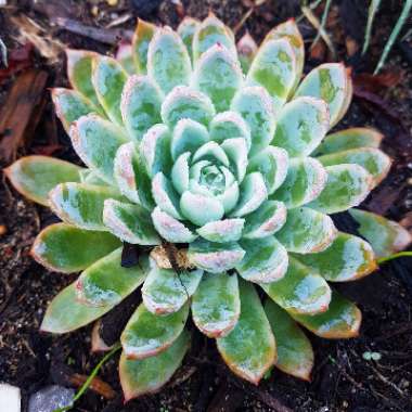 Echeveria 'Violet Queen'