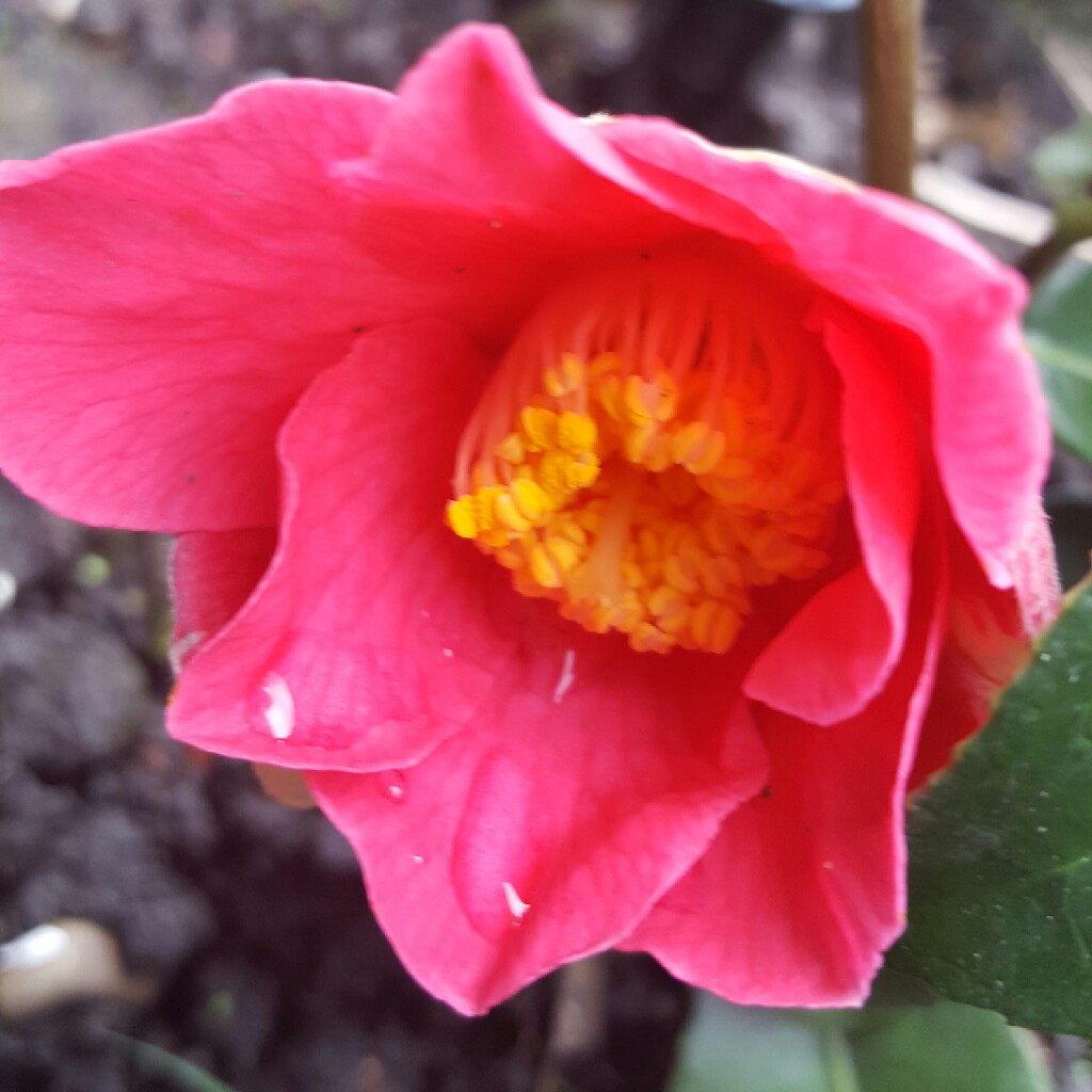 Chinese Trumpet Flower