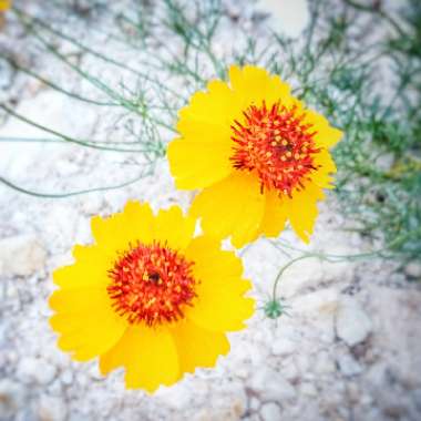 Passionfruit Marigold