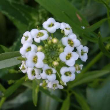 Sweet Alyssum