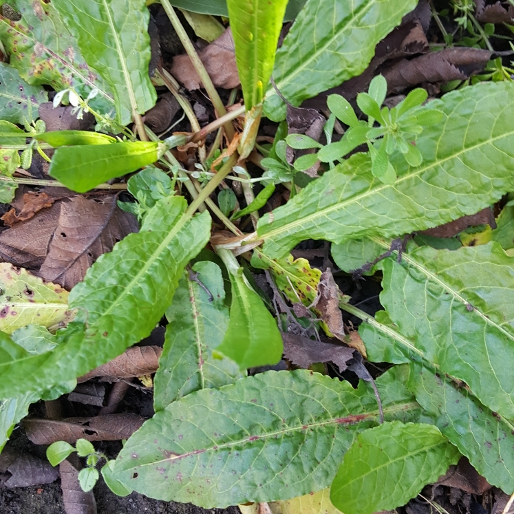 Plant image Rumex sanguineus var. sanguineus