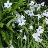 Ipheion 'Rolf Fiedler' syn. Ipheion uniflorum 'Rolf Fiedler'