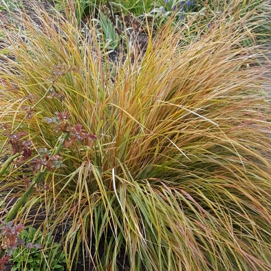 Plant image Carex dipsacea