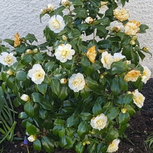 Plant image Camellia japonica 'April Blush'