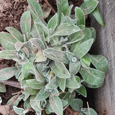 Plant image Centaurea cyanoides 'Blue Carpet'