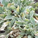 Lychnis coronaria syn. Agrostemma coronaria syn. Agrostemma tomentosum