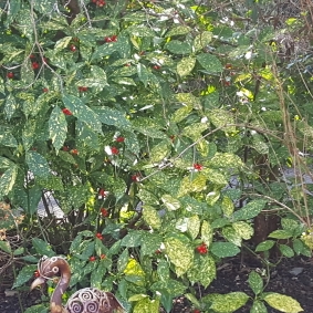 Plant image Aucuba japonica 'Golden King'