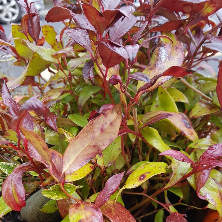 Plant image Leucothoe axillaris 'Little Flames'