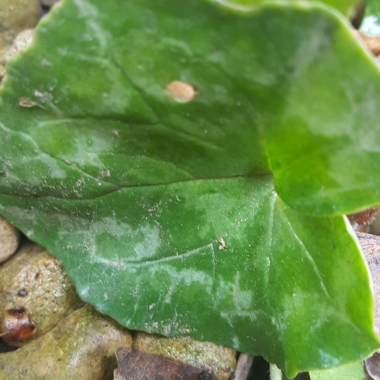 Plant image Cyclamen 'Halios Fantasia Magenta Silverleaf' (Halios Series)