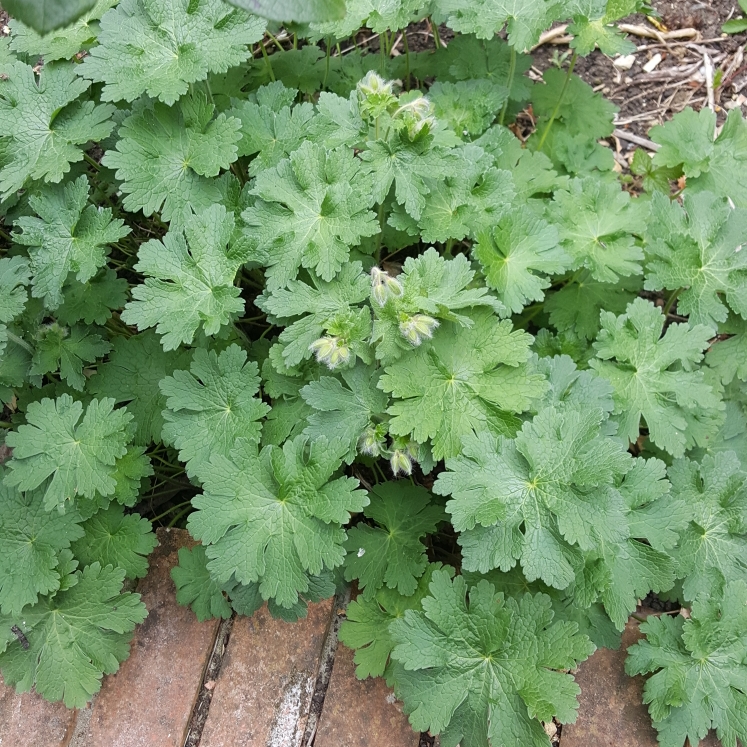 Plant image Geranium 'Khan'