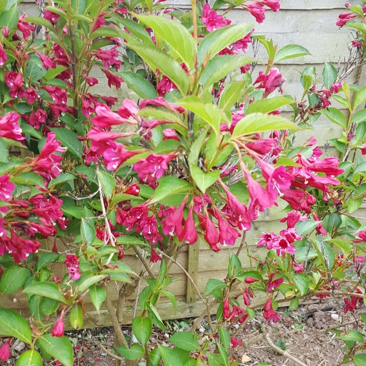 Plant image Weigela 'Olympiade' syn. Weigela 'Briant Rubidor', Weigela 'Rubidor', Weigela 'Rubigold'