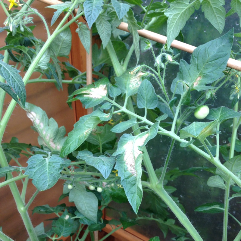 Solanum lycopersicum  syn. Lycopersicon lycopersicum