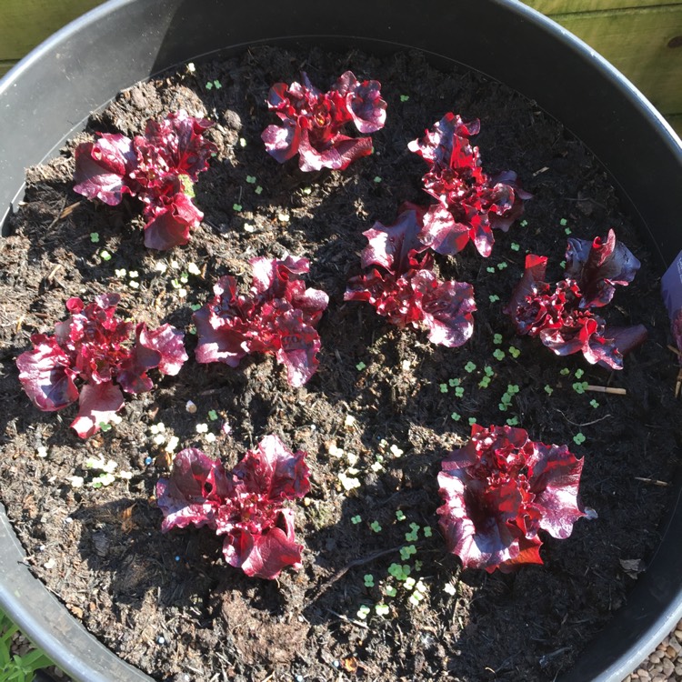 Plant image Lactuca sativa 'Lollo Rossa'