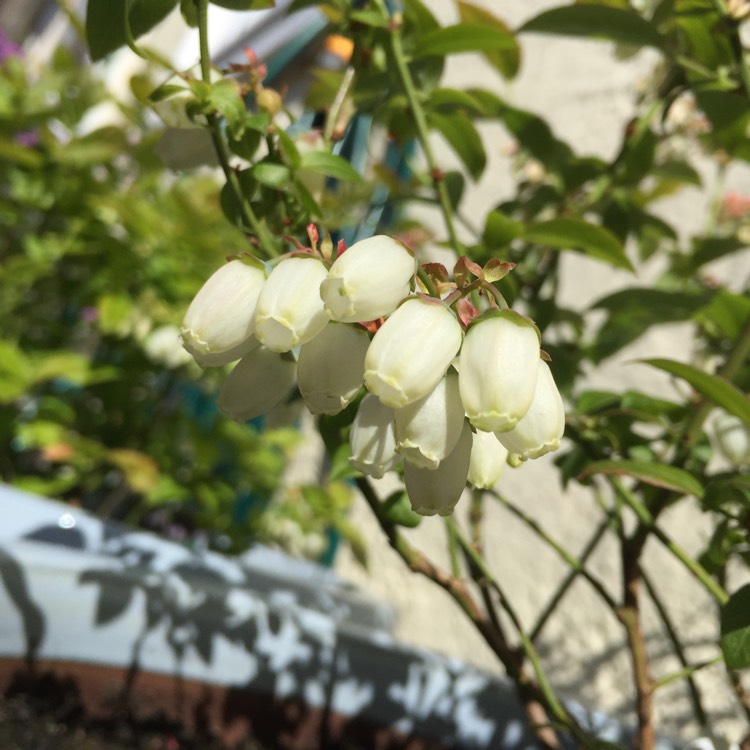 Plant image Vaccinium corymbosum 'Blue Jay'