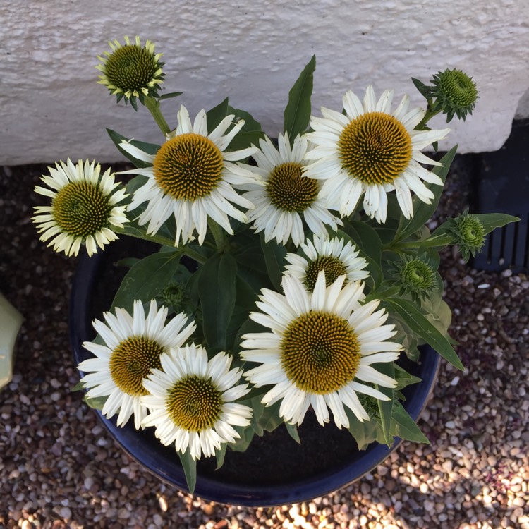 Plant image Echinacea purpurea 'Lucky Star'