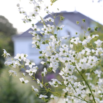 Plant image Thalictrum 'Splendide White'