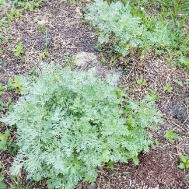 Artemisia schmidtiana