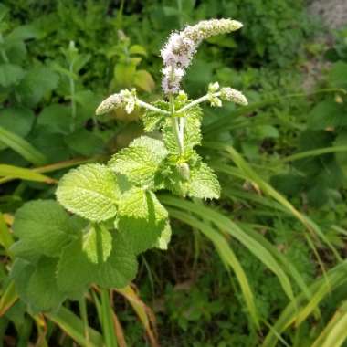 Mentha spicata