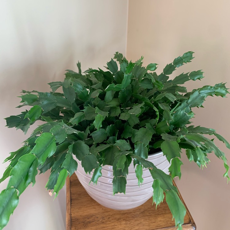 Plant image Schlumbergera