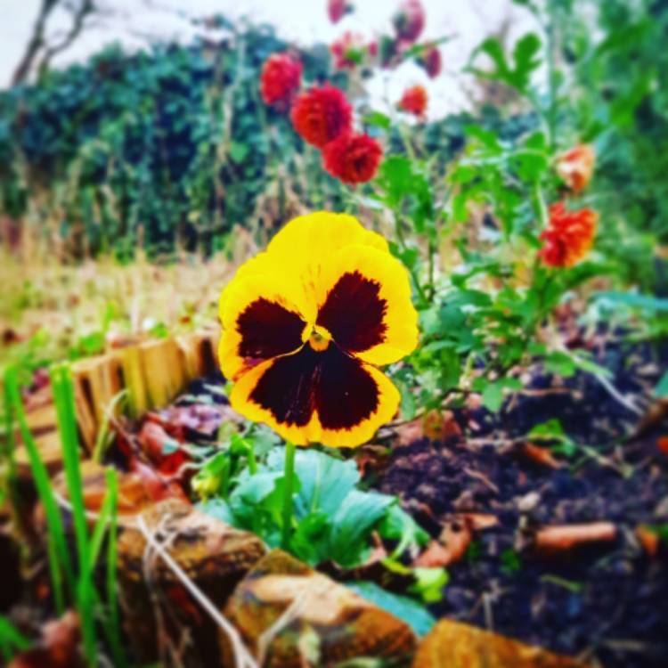 Plant image Viola x wittrockiana 'Panola yellow'